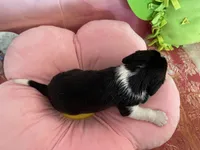 Oreo, a male Cavapoo for sale in Austin, TX – 6 of 10