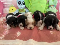 Winnie, a female Cavapoo for sale in Austin, TX – 9 of 9