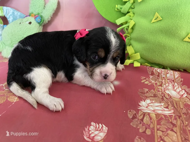 Sophie – Cavapoo puppy for sale in Austin, TX