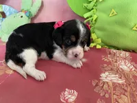 Sophie, a female Cavapoo and Beagle for sale in Austin, TX – 1 of 10