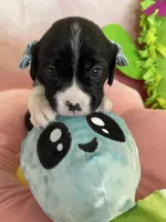 Oreo, a male Cavapoo and Beagle for sale in Austin, TX – 7 of 10