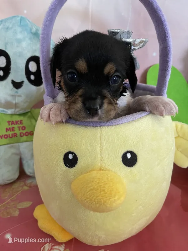 Lucky – Cavapoo, Beagle puppy for sale in Austin, TX
