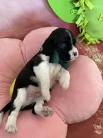 Oreo, a male Cavapoo for sale in Austin, TX – 2 of 10