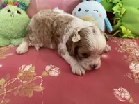 Charlie, a male Cavapoo for sale in Austin, TX – 9 of 10