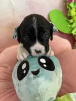 Oreo, a male Cavapoo and Beagle for sale in Austin, TX – 5 of 10