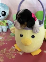 Sophie, a female Cavapoo for sale in Austin, TX – 5 of 10