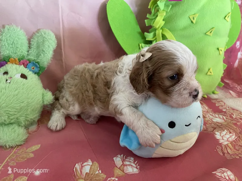 Charlie – Cavapoo puppy for sale in Austin, TX