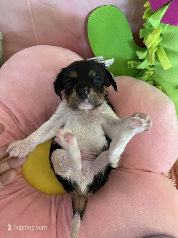 Lucky – Cavapoo puppy for sale in Austin, TX