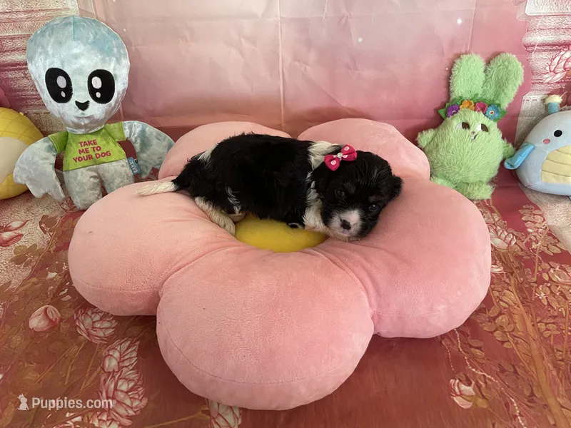 Winnie – Cavapoo puppy for sale in Austin, TX