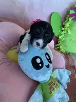 Winnie, a female Cavapoo and Beagle for sale in Austin, TX – 6 of 10