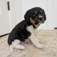 Oreo, a male Cavapoo and Beaglier for sale in Austin, TX – Photo 3 of 5