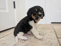 Oreo, a male Cavapoo and Cavalier King Charles Spaniel for sale in Austin, TX – Photo 3 of 5