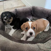 Oreo, a male Cavapoo and Beaglier for sale in Austin, TX – Photo 4 of 5