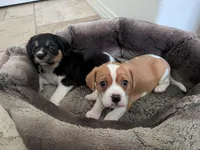 Oreo, a male Cavapoo and Cavalier King Charles Spaniel for sale in Austin, TX – Photo 5 of 5