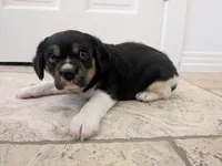 Oreo, a male Cavapoo and Cavalier King Charles Spaniel for sale in Austin, TX – Photo 1 of 5