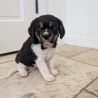 Oreo, a male Cavapoo and Beaglier for sale in Austin, TX – Photo 5 of 5