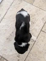 Oreo, a male Cavapoo and Cavalier King Charles Spaniel for sale in Austin, TX – Photo 2 of 5