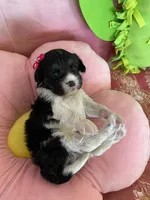 Winnie, a female Cavapoo and Beagle for sale in Austin, TX – 8 of 10