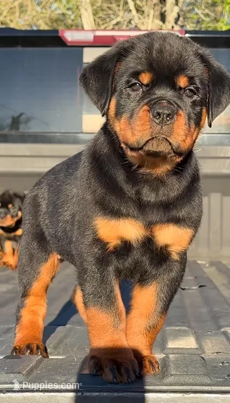 Max – Rottweiler puppy for sale in Oklahoma City, OK