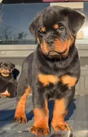 Max, a male Rottweiler for sale in Oklahoma City, OK – Photo 2 of 2