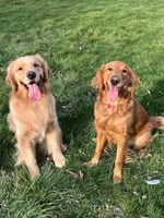 HONEY AKC REGISTERED , a female Golden Retriever for sale in Oklahoma City, OK – Photo 4 of 4