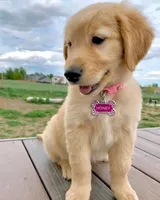 HONEY AKC REGISTERED , a female Golden Retriever for sale in Oklahoma City, OK – Photo 3 of 4