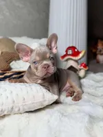 BUBBA, a male French Bulldog for sale in Oklahoma City, OK – Photo 3 of 3