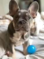 BUBBA, a male French Bulldog for sale in Oklahoma City, OK – Photo 2 of 3