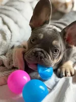 BUBBA, a male French Bulldog for sale in Oklahoma City, OK – Photo 1 of 3