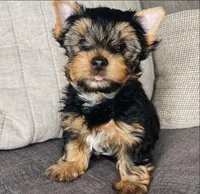 Star ⭐, a female Yorkshire Terrier for sale in Oklahoma City, OK – Photo 2 of 2