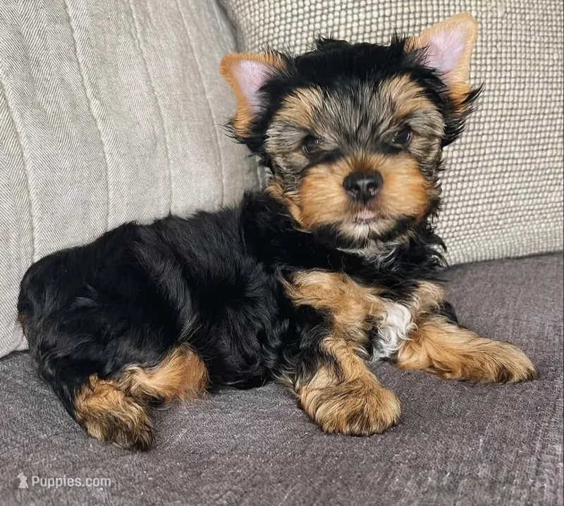 Star ⭐ – Yorkshire Terrier puppy for sale in Oklahoma City, OK
