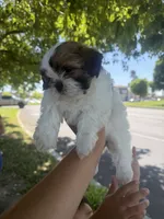 Dug  , a male Shih Tzu for sale in Castaic, CA – 2 of 2