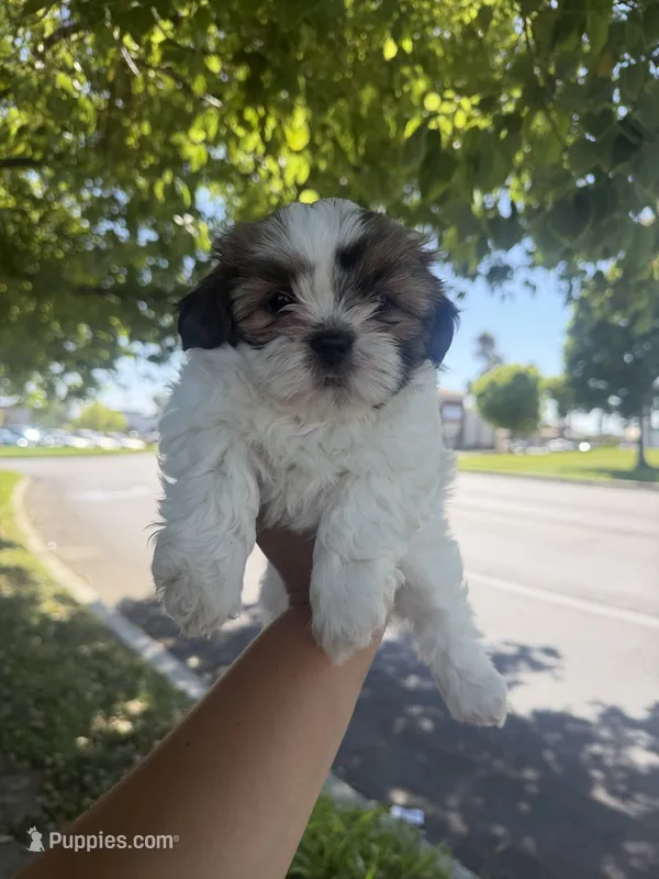 Dug   – Shih Tzu puppy for sale in Castaic, CA