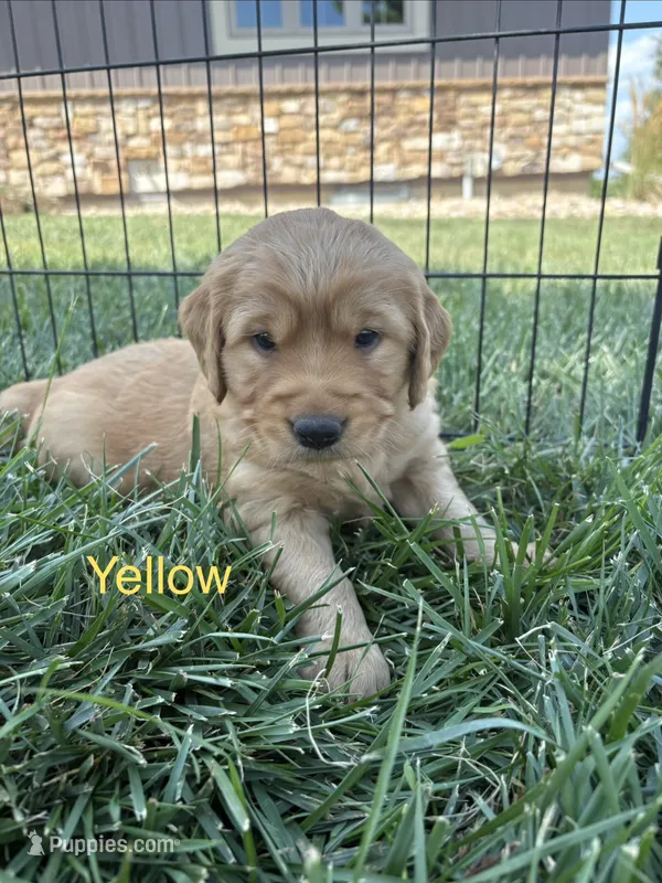 Yellow – Golden Retriever puppy for sale in Inwood, IA