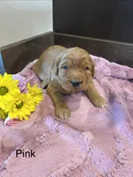 Pink, a female Golden Retriever for sale in Inwood, IA – 5 of 5