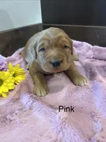 Pink, a female Golden Retriever for sale in Inwood, IA – 3 of 5