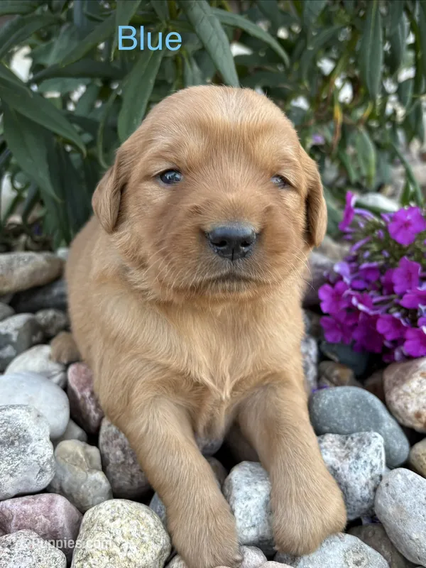 Blue – Golden Retriever puppy for sale in Inwood, IA