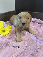 Purple, a female Golden Retriever for sale in Inwood, IA – 3 of 3