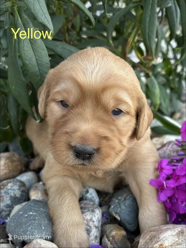 Yellow – Golden Retriever puppy for sale in Inwood, IA