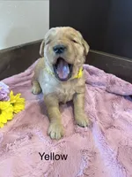 Yellow, a female Golden Retriever for sale in Inwood, IA – 2 of 3