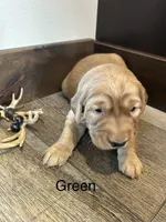 Green, a male Golden Retriever for sale in Inwood, IA – 7 of 7