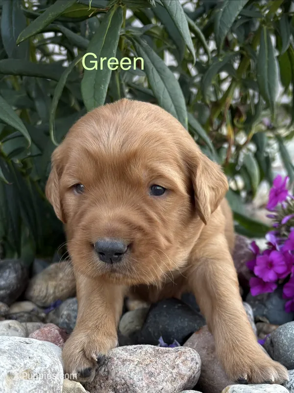 Green – Golden Retriever puppy for sale in Inwood, IA