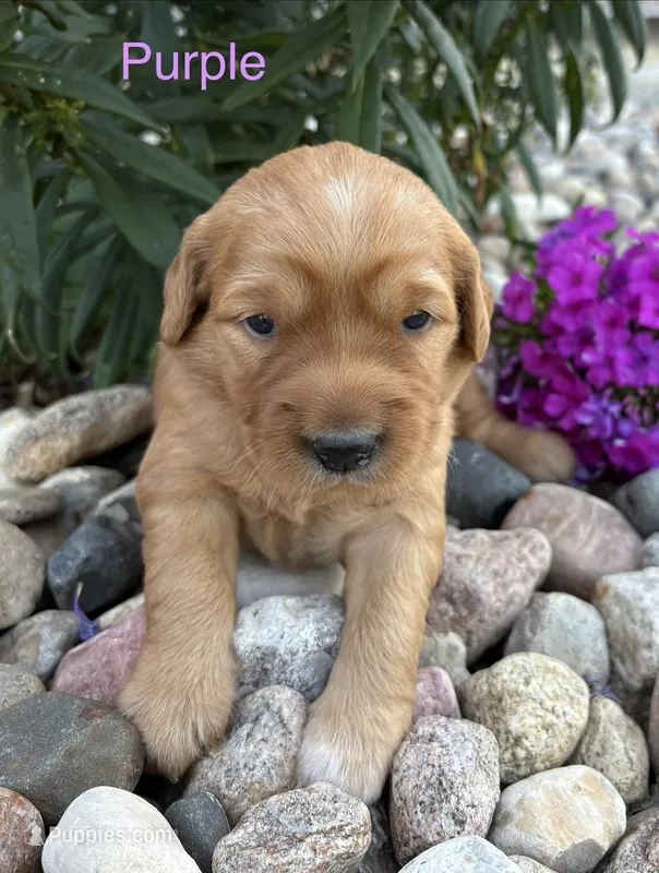 Purple – Golden Retriever puppy for sale in Inwood, IA