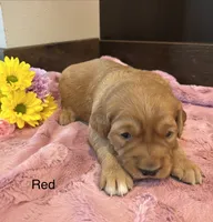 Red, a female Golden Retriever for sale in Inwood, IA – 2 of 2