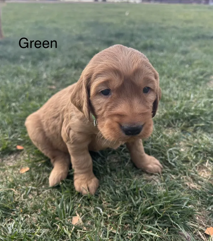 Green – Golden Retriever puppy for sale in Inwood, IA