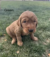 Green, a male Golden Retriever for sale in Inwood, IA – 1 of 7