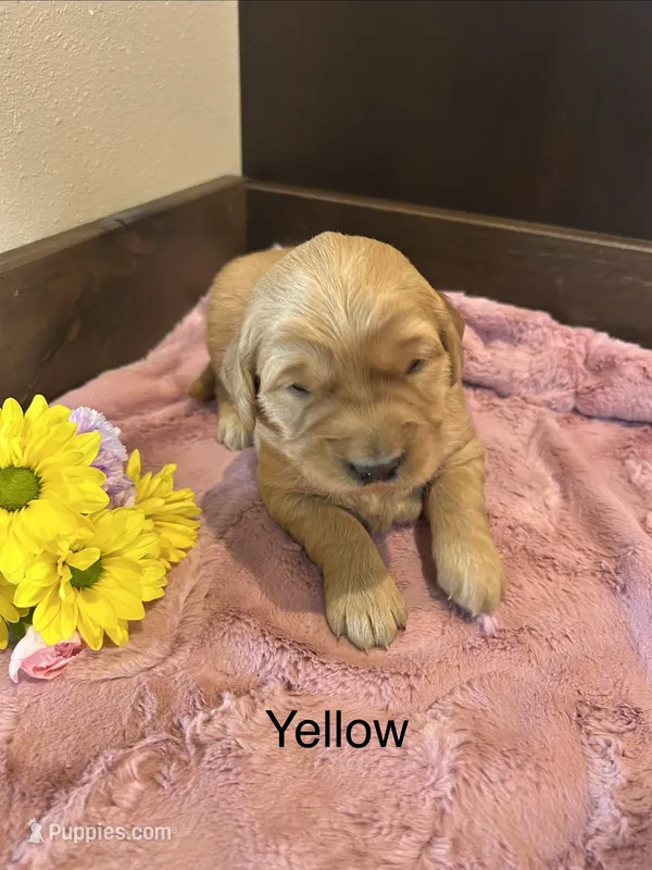 Yellow – Golden Retriever puppy for sale in Inwood, IA