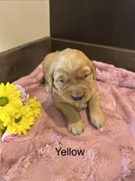 Yellow, a female Golden Retriever for sale in Inwood, IA – 1 of 3
