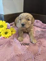 Violet, a female Golden Retriever for sale in Inwood, IA – 2 of 3