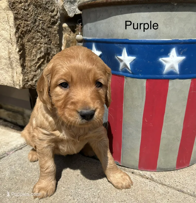 Purple – Golden Retriever puppy for sale in Inwood, IA